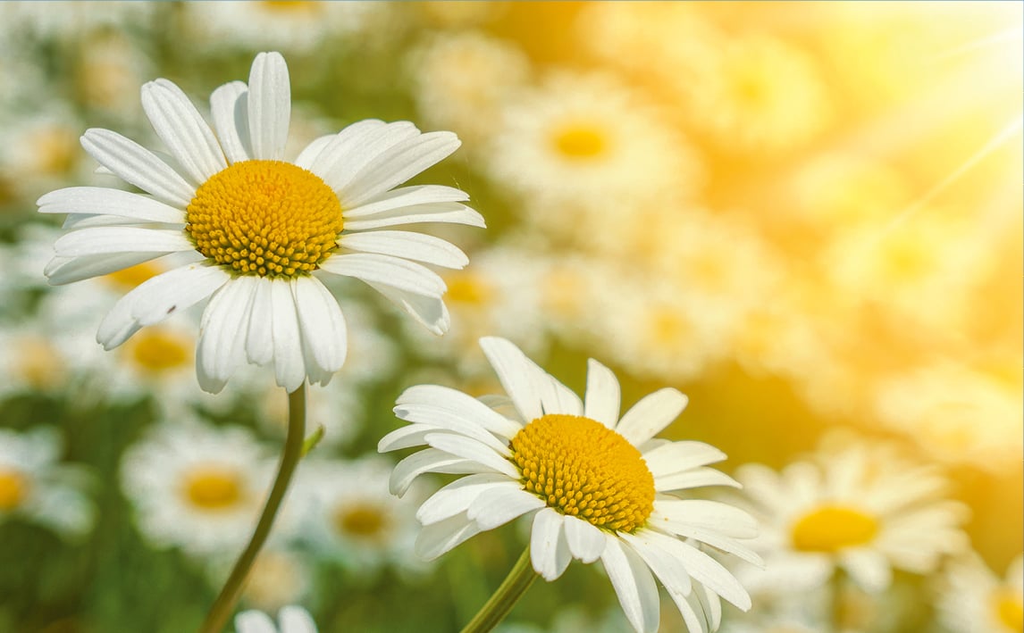 Bild einer Mutterkrautblume