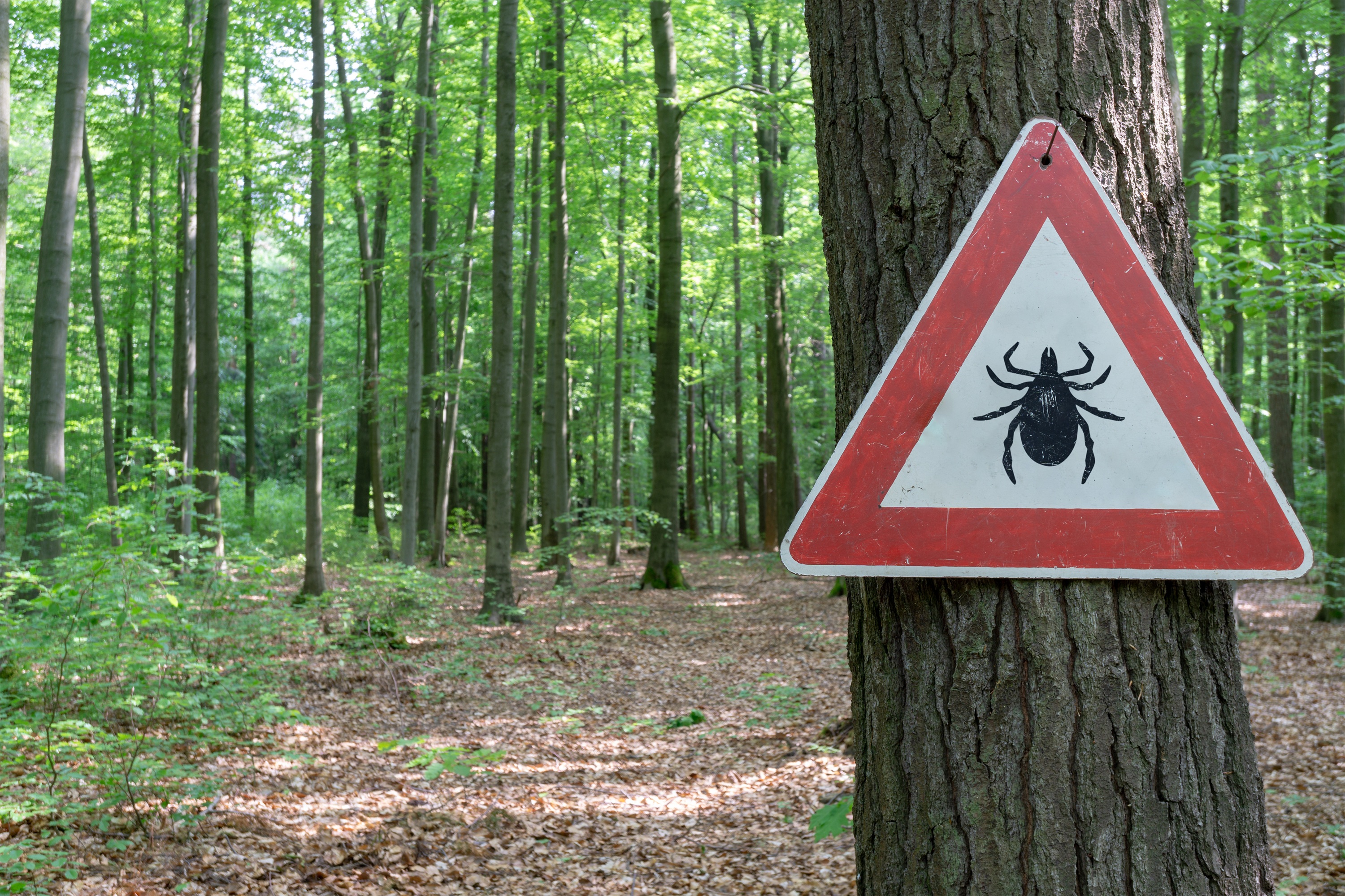 Allianz Gesundheitswelt - Zeckenbisse vorbeugen: an einem Baum im Wald  hängt ein Warnschild, das vor Zecken warnt.