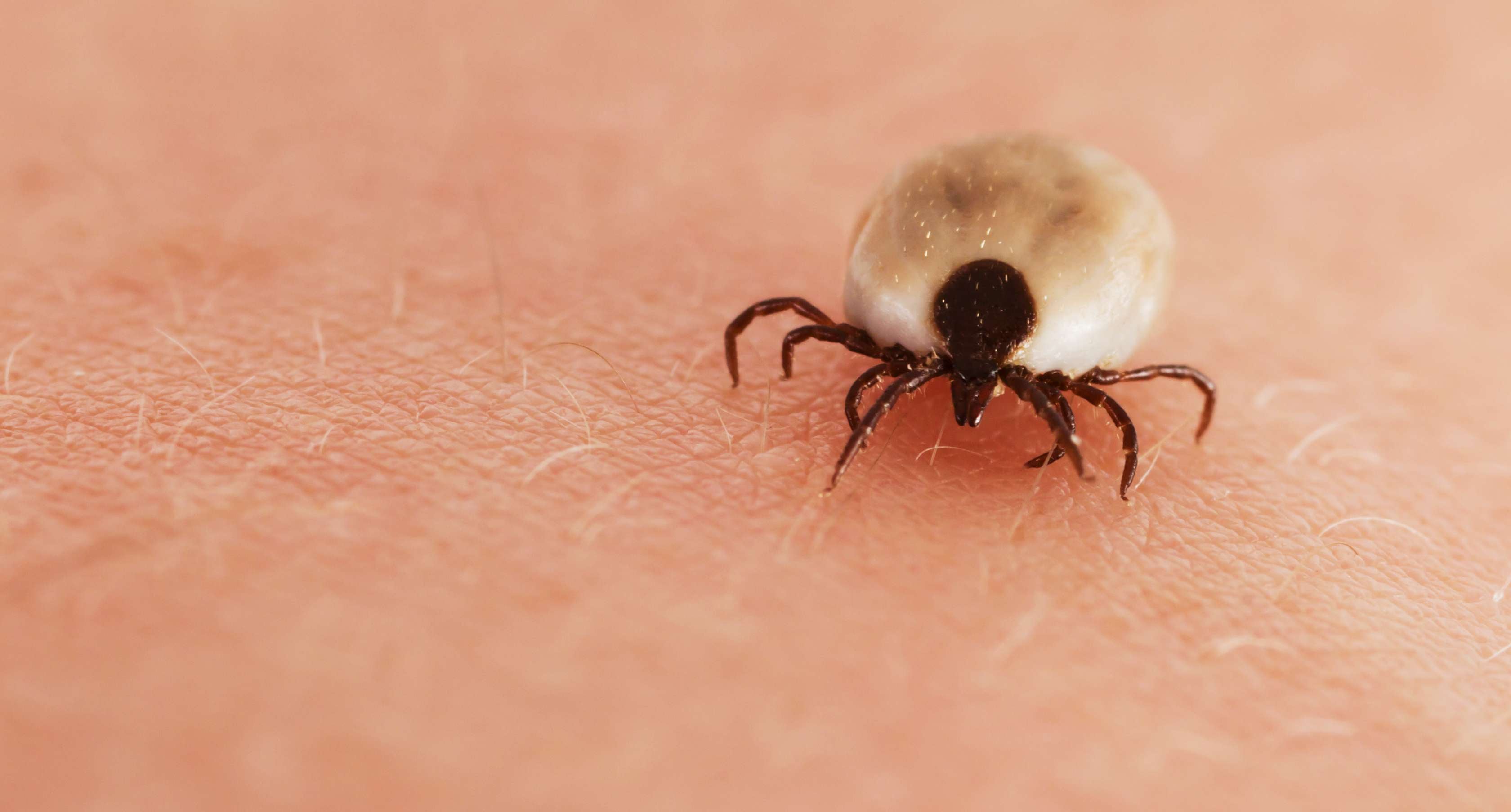 Allianz Gesundheitswelt - Zeckenbisse vorbeugen: eine Zecke krabbelt über die Haut einer Person.