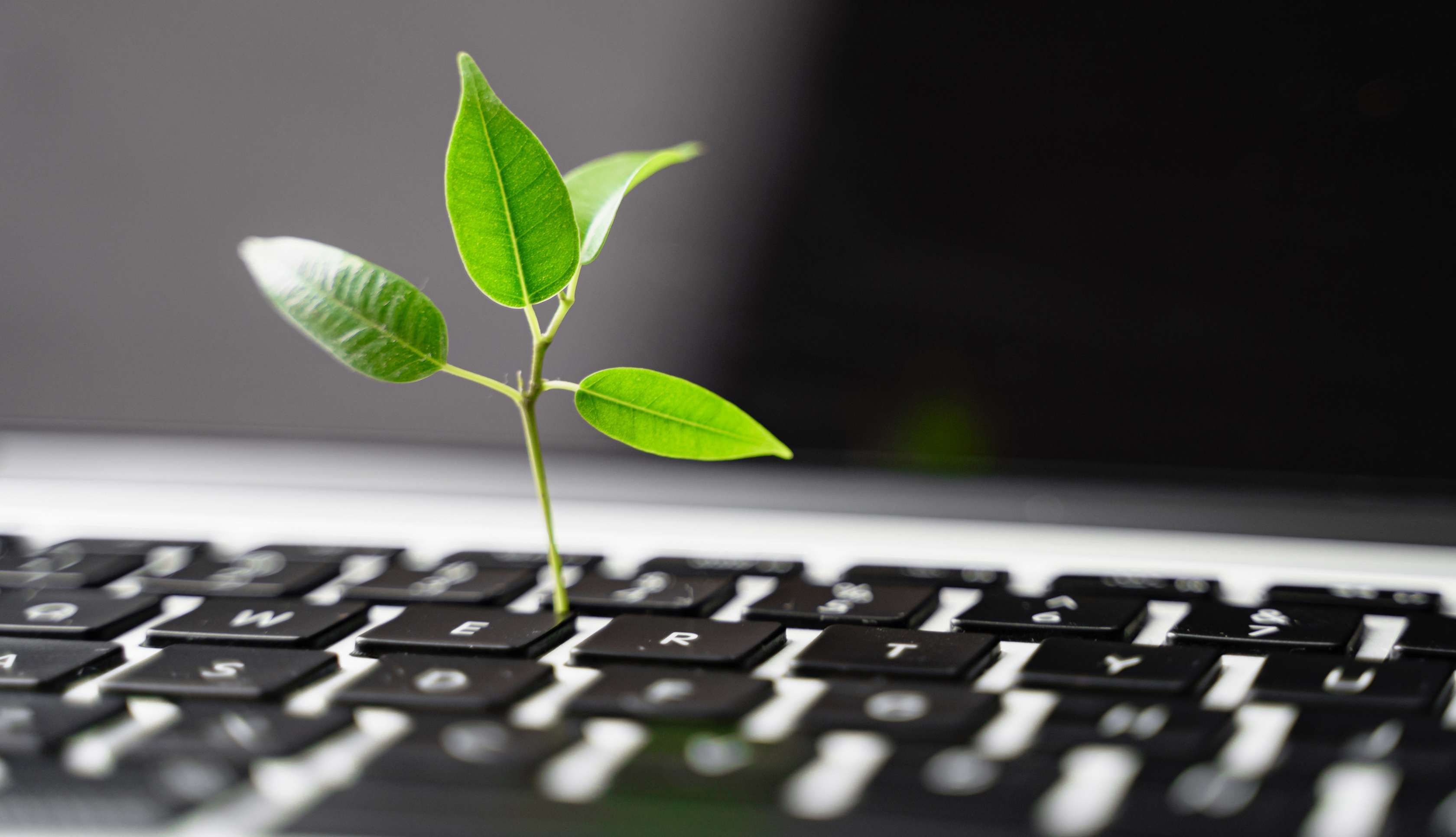 Allianz Gesundheitswelt - Nachhaltigkeit im Arbeitsleben: Eine Pflanze wächst aus einer PC Tastatur mit schwarzen Tasten.